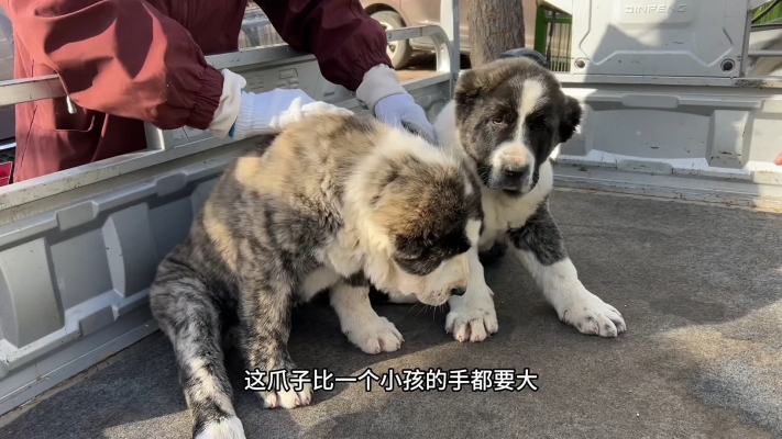 赤峰附近哪里有狗市啊電話(huà)號(hào)碼-第1張圖片