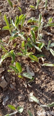 赤峰蒼術(shù)種苗種植基地電話號碼-第1張圖片