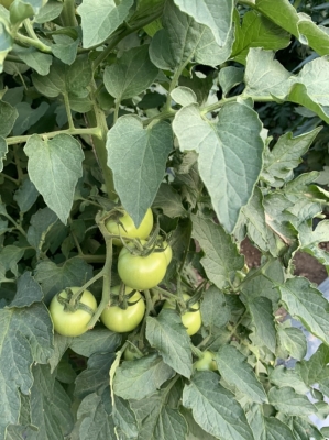 赤峰喀喇沁清真菜館電話號(hào)碼-第1張圖片