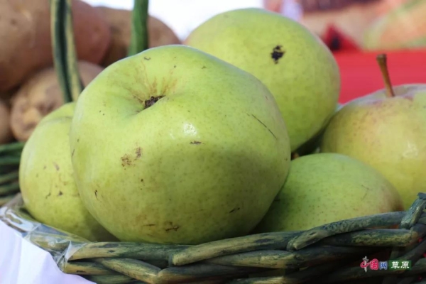 赤峰收死羊羔電話地址是多少號-第1張圖片