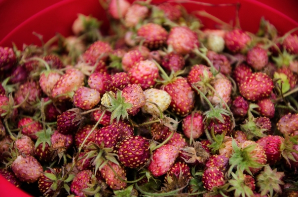 赤峰山貨交易中心電話號碼查詢-第1張圖片