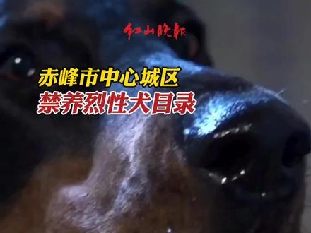 赤峰狗狗代買電話號碼多少號-第1張圖片