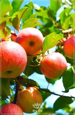 赤峰四哥水果超市電話號碼-第1張圖片