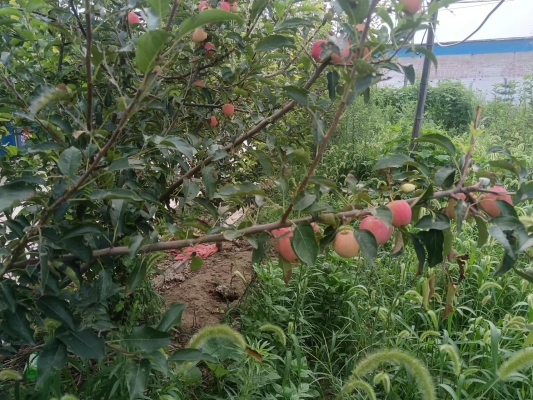 赤峰市采摘雞心果電話(huà)地址查詢(xún)-第1張圖片