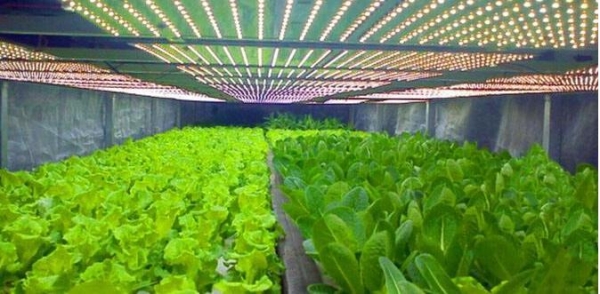 赤峰市植物工廠廠家電話號(hào)碼-第1張圖片