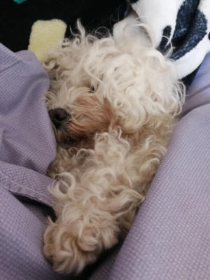 赤峰市松山寵物店電話號(hào)碼-第1張圖片