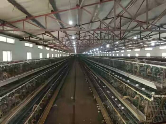 赤峰蛋鴨養(yǎng)殖場(chǎng)電話地址查詢-第1張圖片