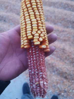 赤峰市玉米芯收購電話號碼-第1張圖片