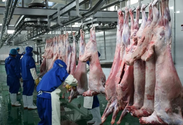 赤峰羊屠宰場聯(lián)系電話-第1張圖片