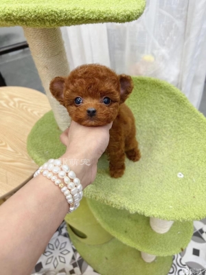 赤峰寵物保險(xiǎn)電話多少錢啊-第1張圖片