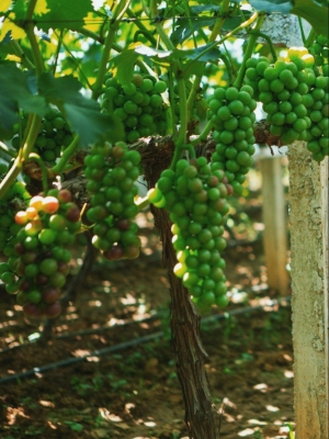 赤峰采摘葡萄園電話號碼查詢-第1張圖片