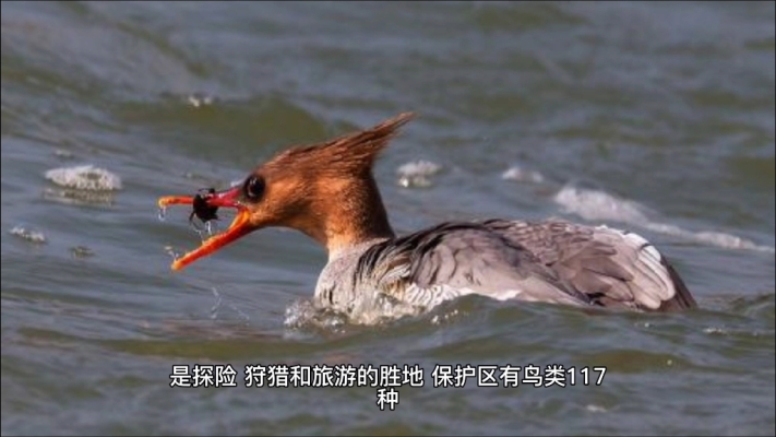 赤峰賣寵物鳥的地方電話號(hào)碼-第1張圖片