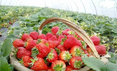 赤峰采摘優(yōu)惠團(tuán)購平臺(tái)電話號(hào)碼-第1張圖片