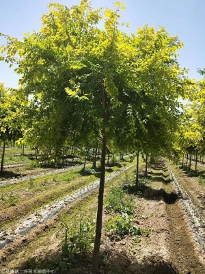 赤峰花果山糖果基地電話號碼-第1張圖片