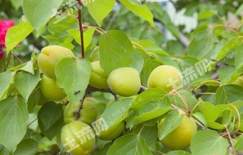 赤峰果樹基地電話多少號碼-第1張圖片