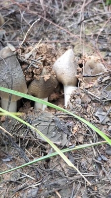赤峰撿蘑菇愛(ài)好者電話號(hào)碼-第1張圖片
