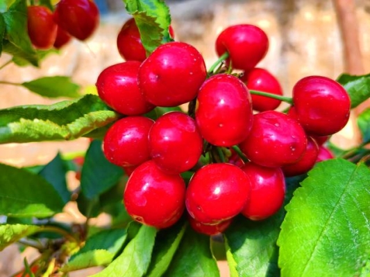 赤峰的櫻桃采摘園-第1張圖片