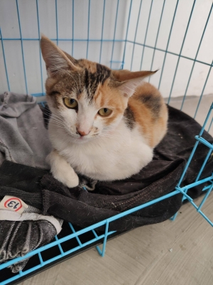 赤峰貓咪免費(fèi)送養(yǎng)地址電話(huà)號(hào)碼-第1張圖片