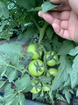 赤峰優(yōu)質(zhì)鵝苗批發(fā)電話地址查詢-第1張圖片