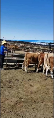 赤峰草皮批發(fā)電話號碼查詢是多少-第1張圖片