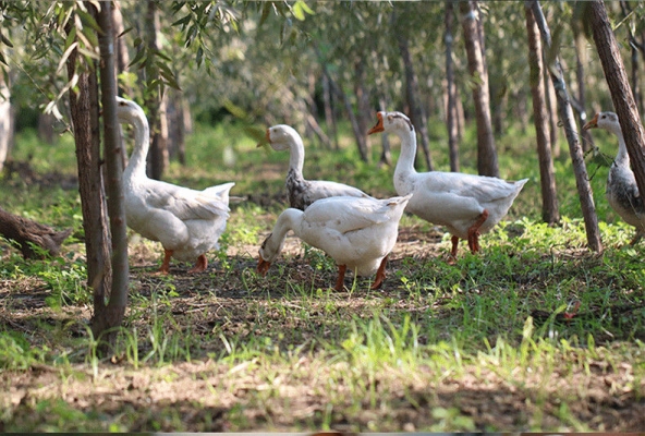 赤峰賣活大鵝電話多少號(hào)-第1張圖片