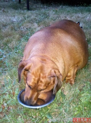 赤峰臘腸寵物犬基地電話號碼-第1張圖片