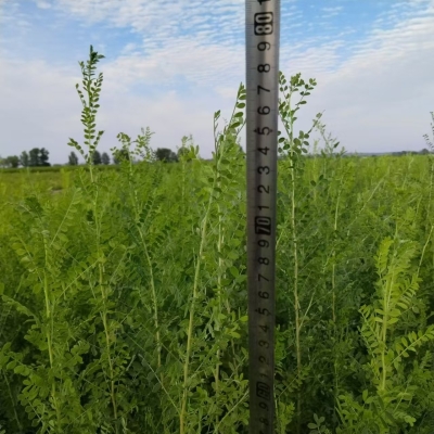 赤峰檸條種子公司電話號(hào)碼-第1張圖片