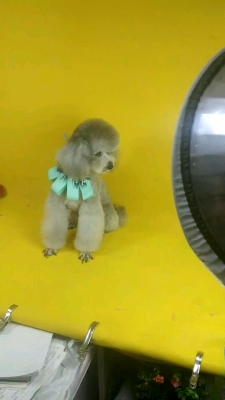 赤峰寵物店聯(lián)系方式-第1張圖片