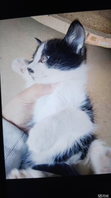 赤峰市領(lǐng)養(yǎng)信息咨詢電話號(hào)碼-第1張圖片