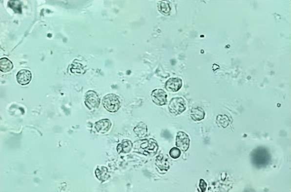 赤峰派特生物有限公司-第1張圖片