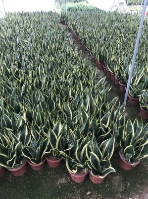 赤峰養(yǎng)蘭基地地址查詢電話號(hào)碼-第1張圖片