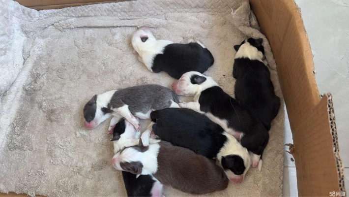 赤峰狗狗造型團(tuán)購(gòu)電話號(hào)碼查詢-第1張圖片