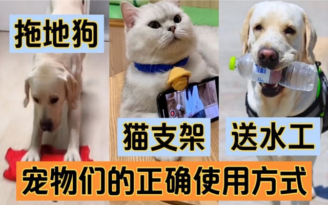 赤峰送水貓銷售部電話號碼-第1張圖片