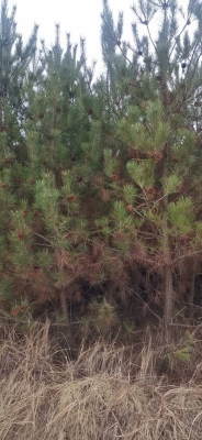 赤峰油松樹(shù)苗出售電話號(hào)碼查詢-第1張圖片