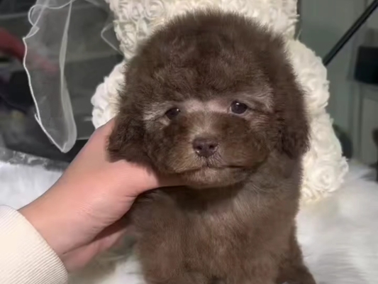 赤峰小體狗舍電話號碼查詢是多少-第1張圖片