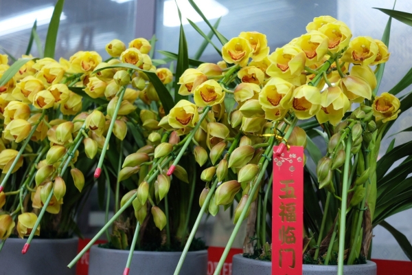 赤峰花卉市場魚具批發(fā)電話號碼-第1張圖片