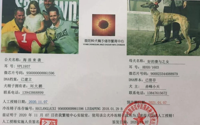 赤峰市狗狗認領地點電話號碼-第1張圖片