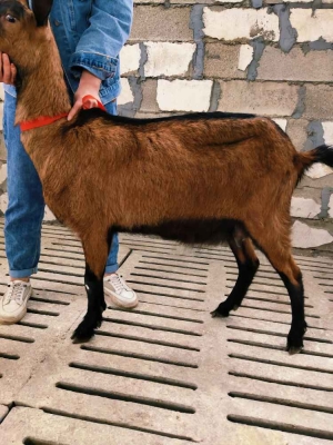 赤峰賣奶山羊電話多少號啊-第1張圖片