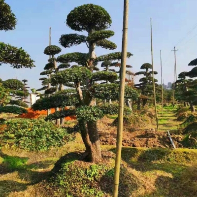 赤峰市榆樹樁子出售電話號碼-第1張圖片