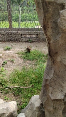 赤峰市內(nèi)動物救助站電話號碼-第1張圖片