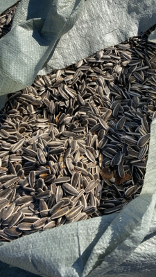 赤峰收割向日葵電話號(hào)碼是多少-第1張圖片