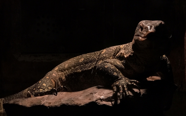 赤峰市爬蟲館地址電話查詢號碼-第1張圖片