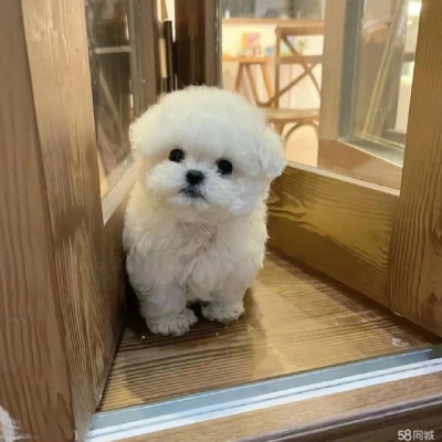 赤峰比熊基地在哪里啊電話號碼-第1張圖片