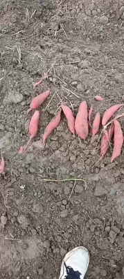 赤峰西瓜紅生產(chǎn)基地電話號(hào)碼-第1張圖片