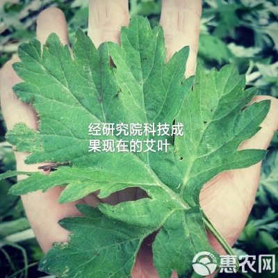 赤峰艾葉批發(fā)電話地址是多少號(hào)-第1張圖片