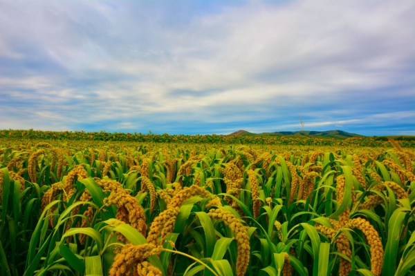 赤峰本地地膜廠家電話號碼查詢-第1張圖片
