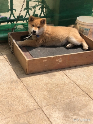 赤峰市土狗培育基地電話號碼-第1張圖片