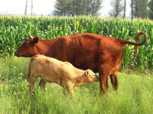 赤峰牧臣食品加工廠電話號(hào)碼-第1張圖片