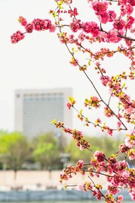 赤峰鵝妹批發(fā)市場電話號碼-第1張圖片