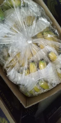 赤峰大姜批發(fā)電話號(hào)碼查詢-第1張圖片